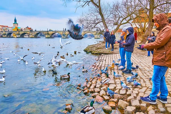 Flocks Pigeons Seagulls Mallards Quay Vltava River Charles Bridge Background — Stock Photo, Image