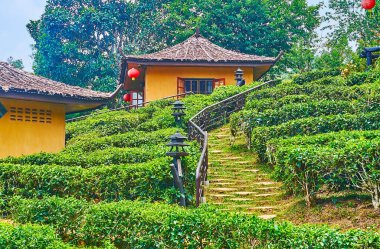 Take a walk amid the lush green tea shrubs and small Chinese houses of Ban Rak Thai Yunnan tea village, Thailand