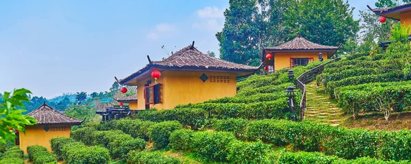 Panorama Small Chinese Houses Mountain Tea Plantation Ban Rak Thai — Stockfoto