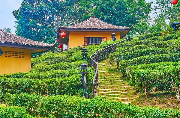 Take Walk Lush Green Tea Shrubs Small Chinese Houses Ban — Foto de Stock