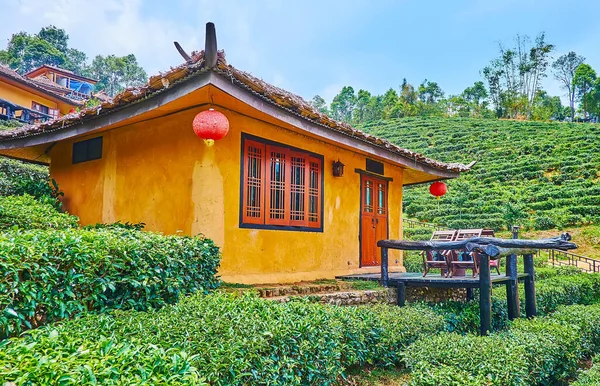 Plantation of Oolong tea in Ban Rak Thai Yunnan tea village with old adobe house, decorated with red Chinese lanterns and traditional sweeping roof, Thailand