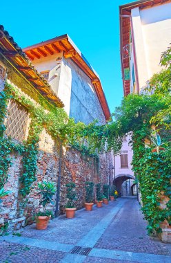 The shady alley of Via Elia Capriolo with grapevines on houses walls, Brescia, Italy