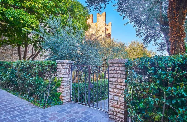 The beautiful green garden with trimmed bushes and spread olives at the medieval wall of Scaligero Castle, Sirmione, Italy