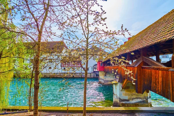 Vorfrühling Luzern Mit Blühenden Kirschbäumen Ufer Der Reuss Der Spreuerbrücke — Stockfoto