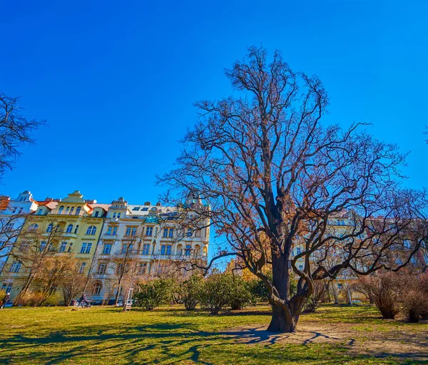 Groen Van Riegrovy Sady Het Stadspark Het Centrum Van Praag — Stockfoto