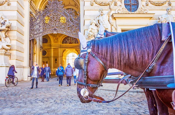 Vienna Oostenrijk Februari 2019 Het Paard Van Toeristenkoetsen Staat Bij — Stockfoto