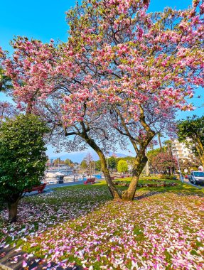 Magnolia liiflora çiçek açmış güzel bir göl kenarı parkında çimlerin üzerinde yapraklardan halı, Maggiore Gölü, Locarno, İsviçre