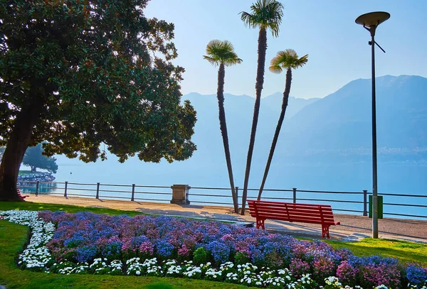 Blossom Lakeside Park Hazy Lake Maggiore Lepontine Alps Locarno Switzerland — Stock Photo, Image