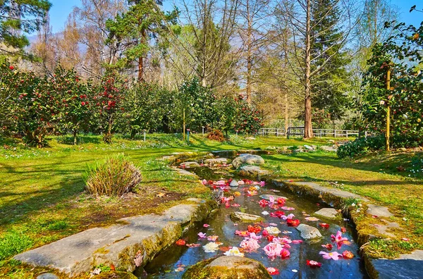 Camellia Park Locarno Boasts Many Beautiful Spots Camellia Flowers Plants — Stock Photo, Image
