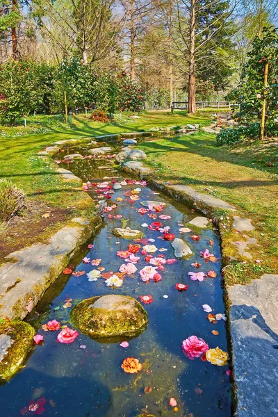 瑞士提契诺 洛迦诺卡米利亚公园 有狭窄的小溪 红色和粉色的卡米利亚花 — 图库照片