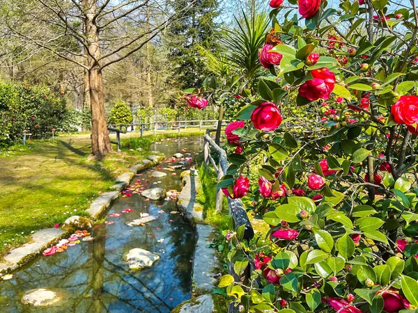 Arbusto Camelia Roja Floreciente Junto Estrecho Arroyo Curvo Camellia Park —  Fotos de Stock