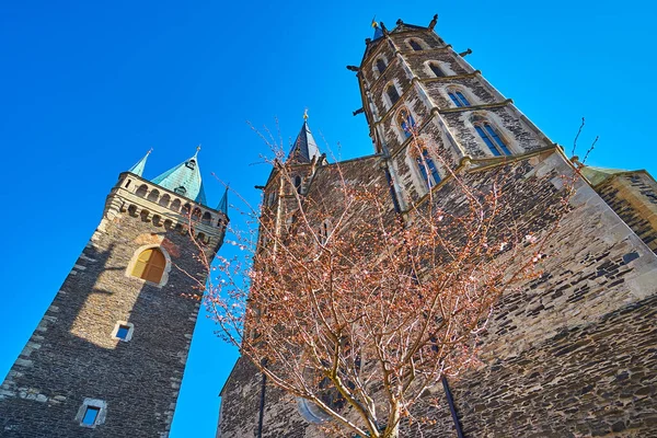 Mladá Kvetoucí Třešeň Před Historickým Gotickým Farním Kostelem Bartoloměje Jeho — Stock fotografie