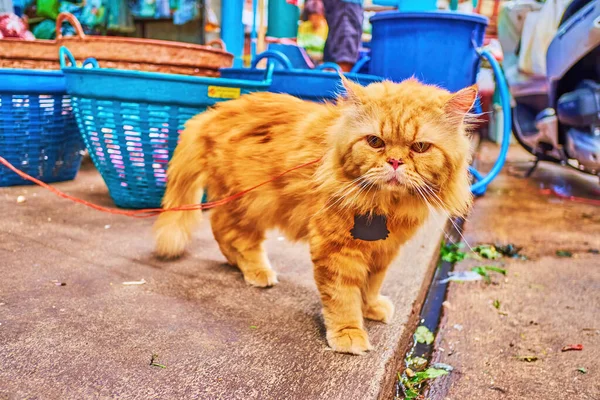 Die Schmutzige Flauschige Rote Katze Der Leine Auf Wang Burapha — Stockfoto