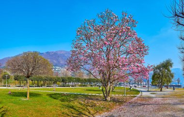 Giardini Jean Arp bahçesi. Çiçek açmış güzel bir mgnolia liiflora ağacı, Locarno, İsviçre.