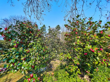 Kamelya Parkı, İsviçre 'nin Locarno kentindeki Maggiore Gölü kıyısında yetişen farklı kamelya türlerine sahiptir.