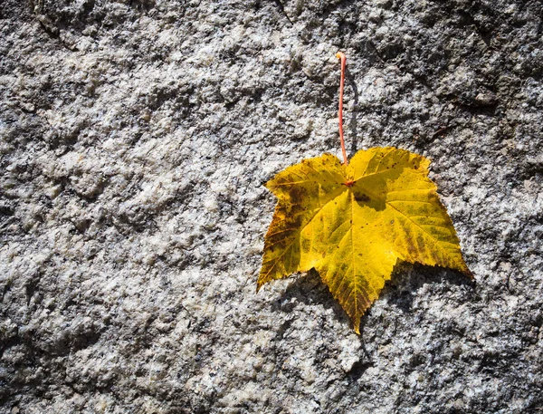 Yerdeki sarı yaprak