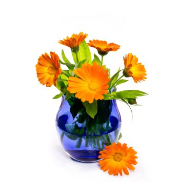 Calendula çiçekler Vazoda beyaz zemin üzerine