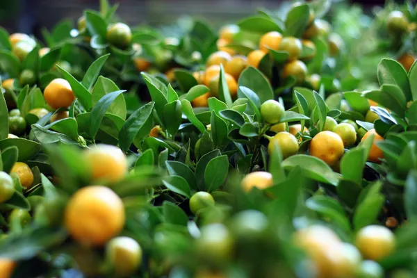 Mini tangerine trees — Stock Photo, Image