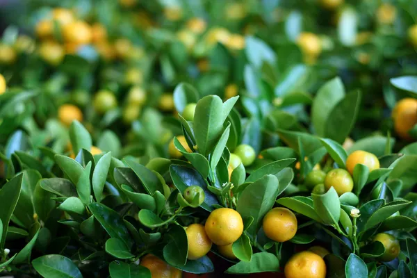 Drobné mandarinka stromy s friuts — Stock fotografie