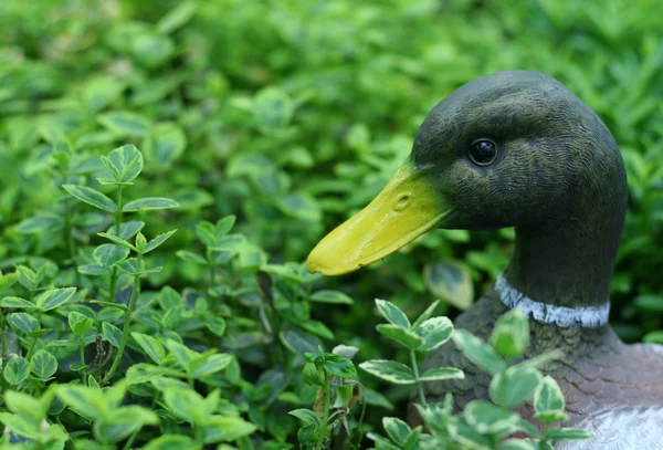 Estatueta de pato jardim — Fotografia de Stock