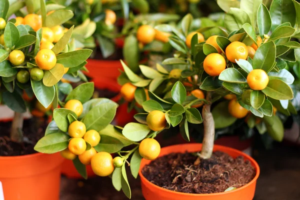 Decorative interior tangerine trees — Stock Photo, Image