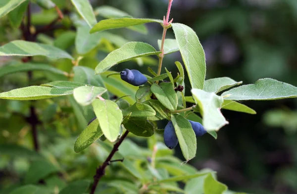 Honeysuckle branch with berries — Stock Photo, Image