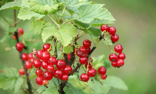 Red currants — Stock Photo, Image