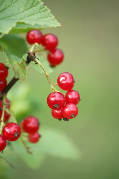 Shiny red currants — Stock Photo, Image
