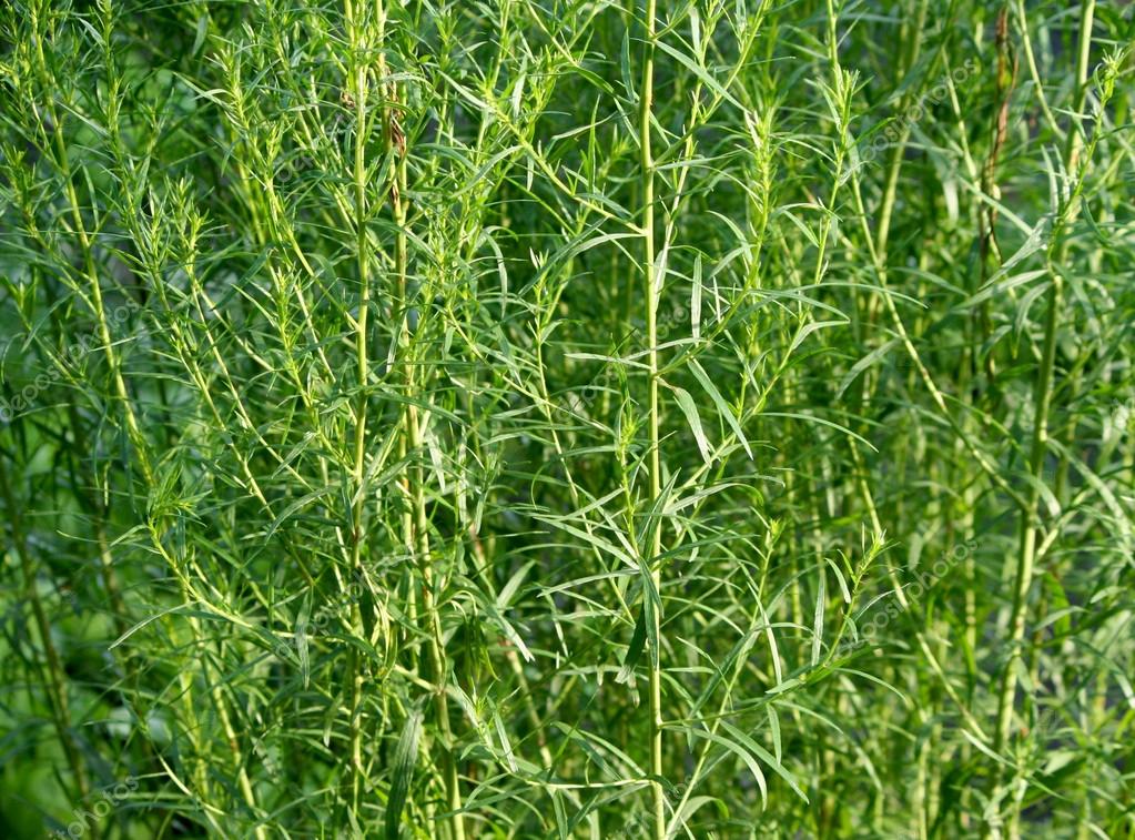 Rosemary estragon tarragon herb — Stock Photo © bluecaterpillar