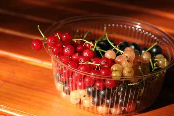 Black red and white currants in a plastic bowl — Stock Photo, Image