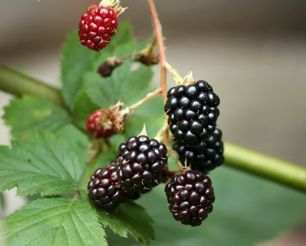 Close-up van rijp bramen — Stockfoto