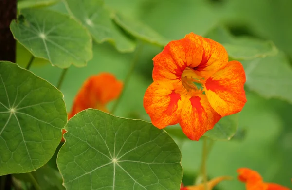 Parlak turuncu nasturtium çiçek — Stok fotoğraf