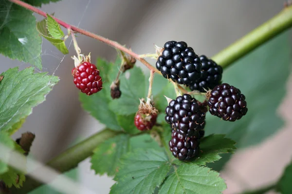 Close-up of ripe blackberries — Stock Photo, Image