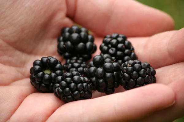 Palmful of blackberry — Stok Foto