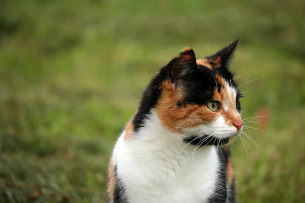 Beautiful calico cat in grass — Stock Photo, Image