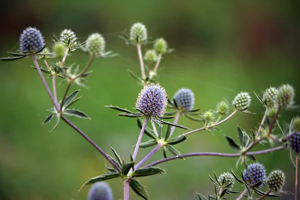 Feverweed planě rostoucí rostlina (latinsky: eryngium planum) — Stock fotografie