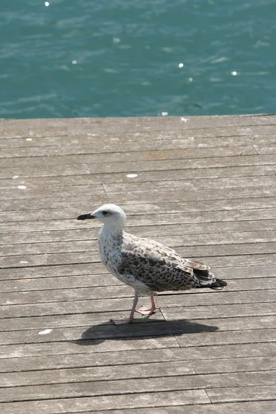 Молодая желтоногая чайка (Larus michahellis  ) — стоковое фото