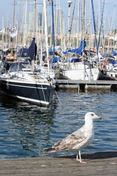 Young yellow legged gull( Larus michahellis ) — Stok fotoğraf