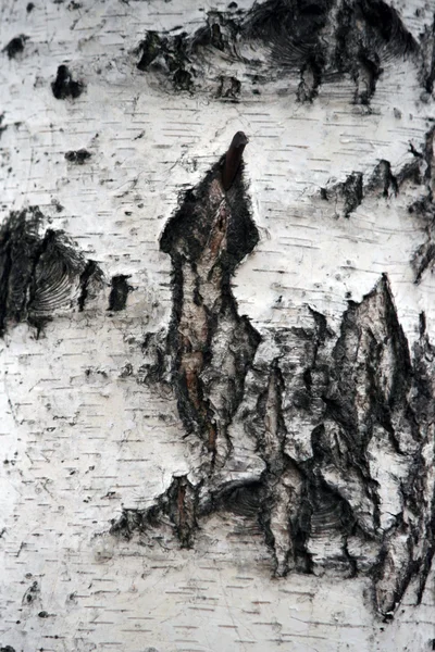Birch Bark Texture — Stock Photo, Image