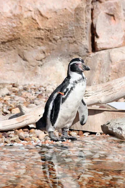 Humboldt penguin in a marineland — Zdjęcie stockowe