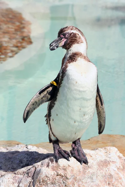 Pingwin Humboldta na skale w marineland — Zdjęcie stockowe
