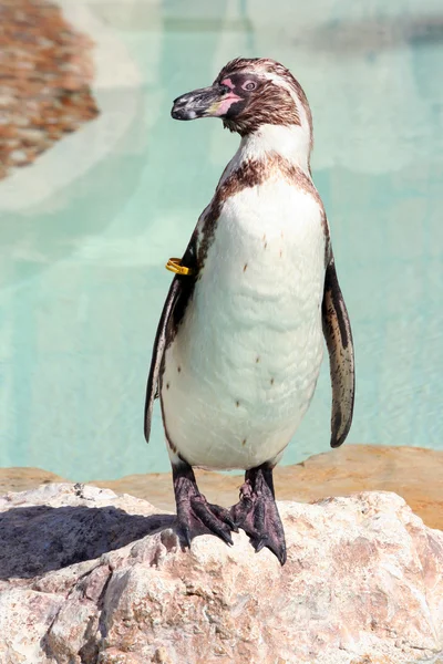Humboldt penguin on a rock in a marineland — Stock Photo, Image