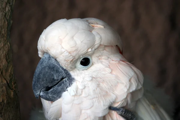 Hvid papegøje ara hoved - Stock-foto