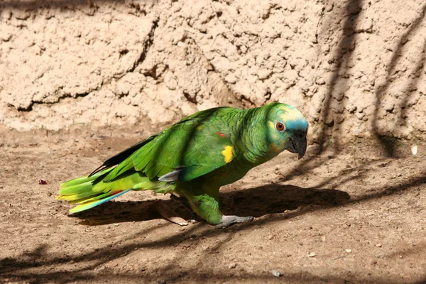 Ползающий зеленый попугай на земле — стоковое фото