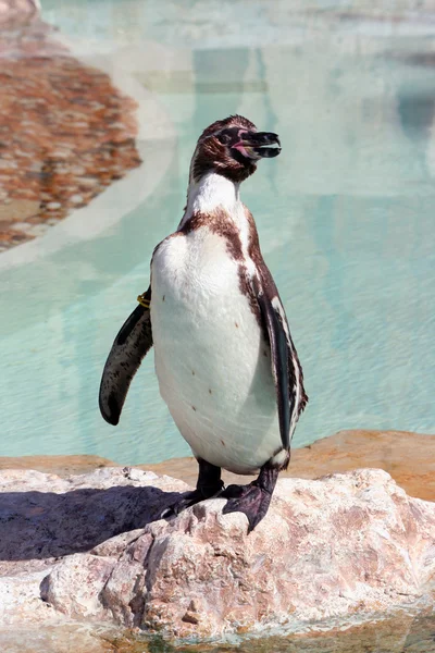 Pingüino de Humboldt en una zona marinada —  Fotos de Stock