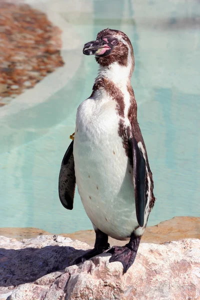 Pingüino de Humboldt en una zona marinada — Foto de Stock