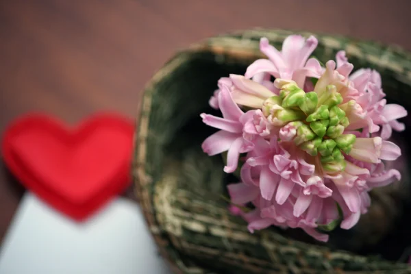 Light pink hyacinth and a love message — Stock Photo, Image