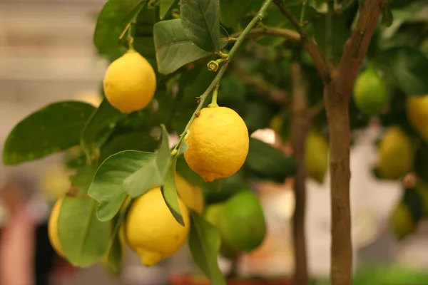 Organic lemons on tree in the pot — Stock Photo, Image