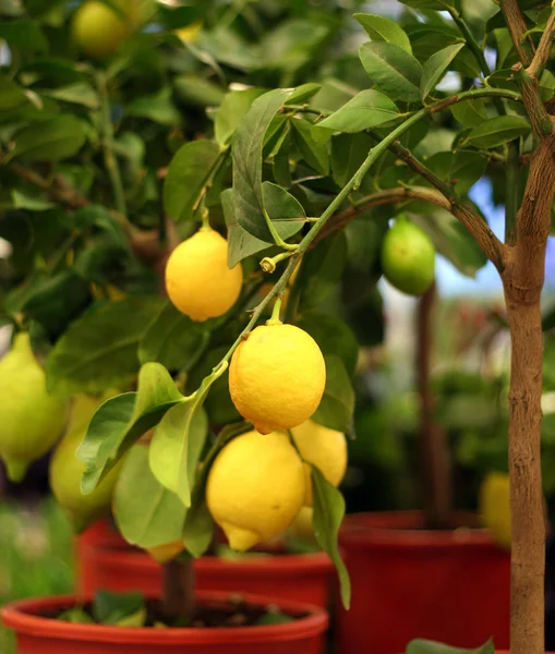 Organic lemons on tree in the pot — Stock Photo, Image