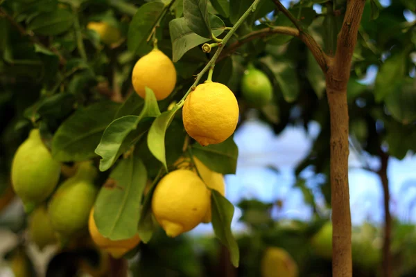 Bio-Zitronen auf Baum im Topf — Stockfoto